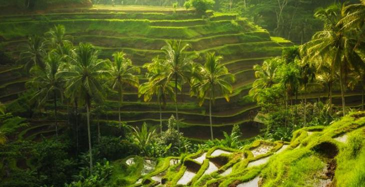 Sawah Tegalalang Ubud Yang Menajubkan
